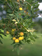 MSA SORBUS DOMESTICA 50 ML - Farmacianumberone.it