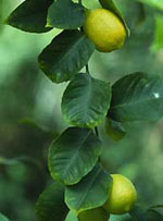 MSA CITRUS LIMONUM 50 ML - Farmacianumberone.it