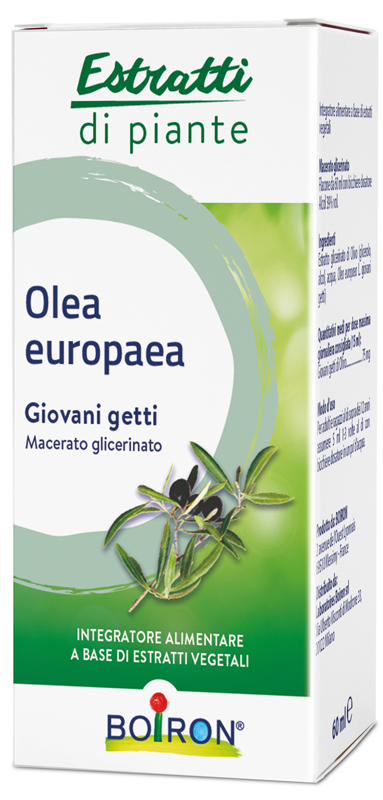 OLEA EUROPAEA MACERATO GLICERICO 60 ML INT - Farmacianumberone.it